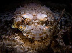 CROCODILE FLATHEAD by Ton Ghela 